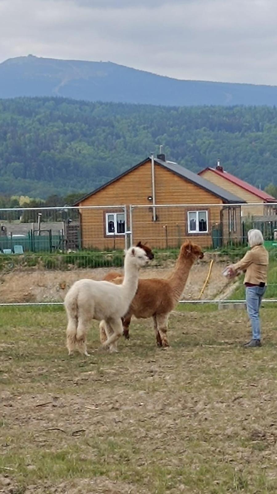 Horská chata Sniezka Wojcieszyce